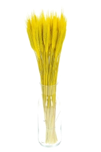 Dried yellow triticale - dried grain ~60 pcs