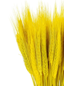 Dried yellow triticale - dried grain ~60 pcs