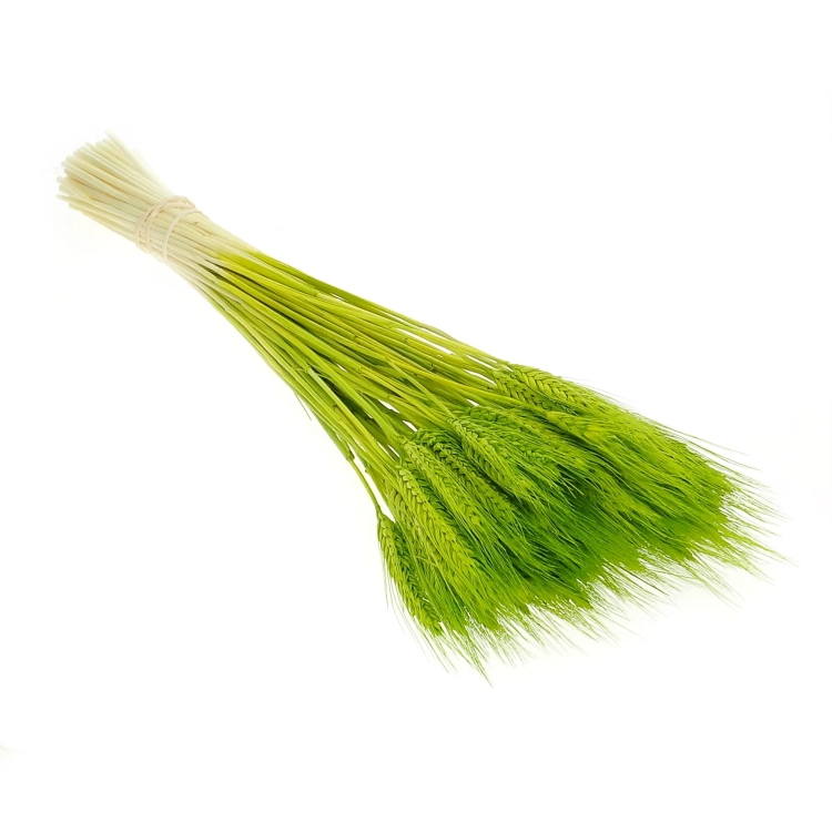 Dried green triticale - dried grain ~60 pcs