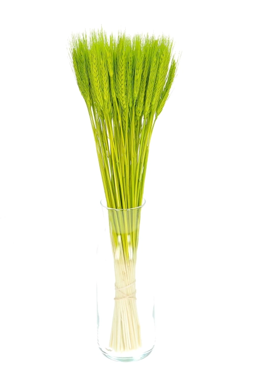 Dried green triticale - dried grain ~60 pcs