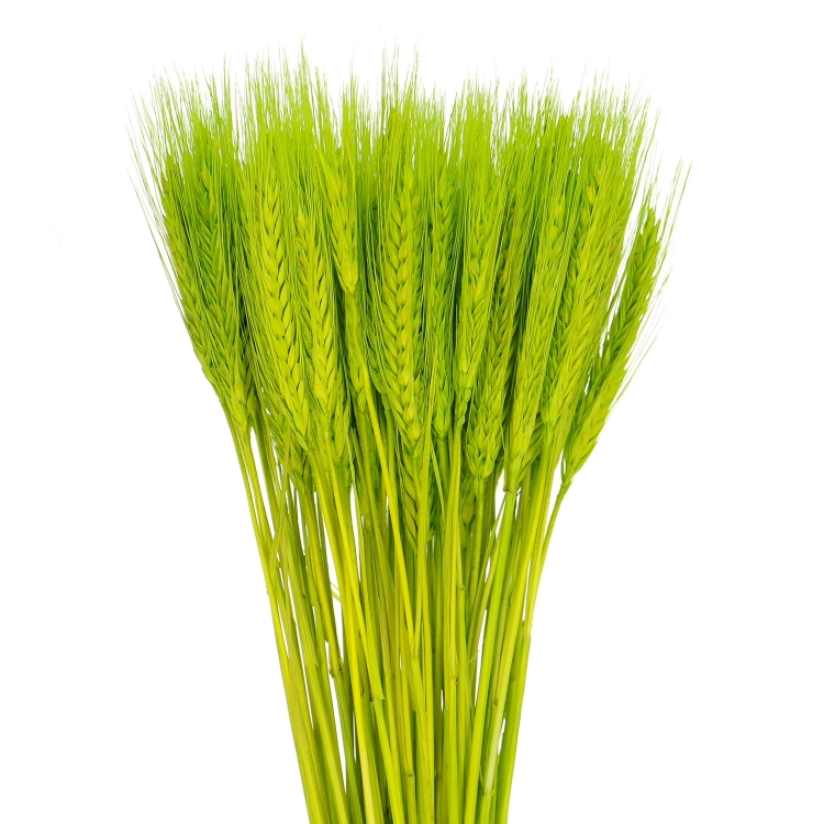 Dried green triticale - dried grain ~60 pcs