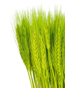 Dried green triticale - dried grain ~60 pcs