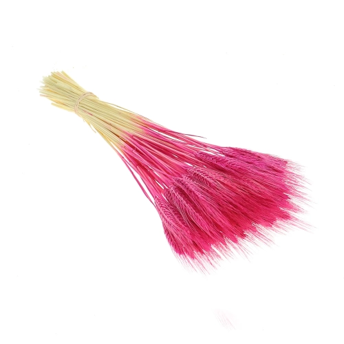 Dried fuchsia triticale - dried grain ~60 pcs