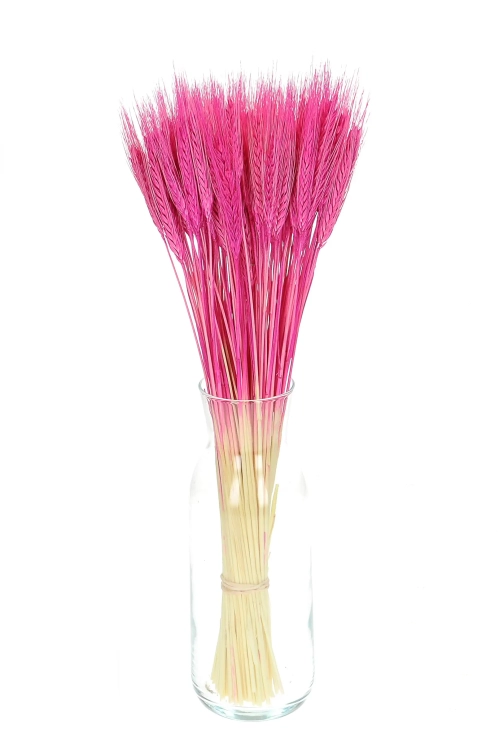 Dried fuchsia triticale - dried grain ~60 pcs