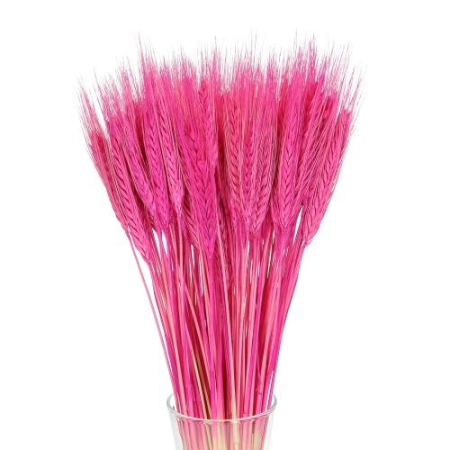 Dried fuchsia triticale - dried grain ~60 pcs