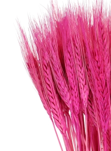 Dried fuchsia triticale - dried grain ~60 pcs