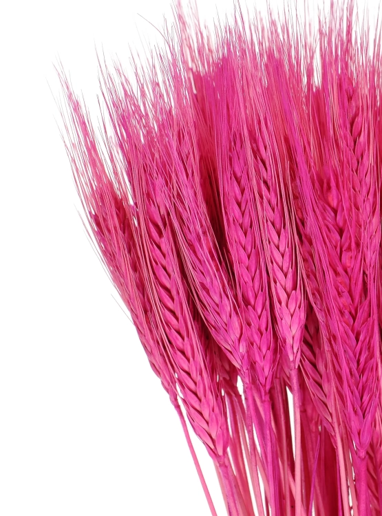 Dried fuchsia triticale - dried grain ~60 pcs