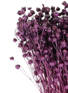 Dried purple Linum (Flax) - bunch - dried flowers