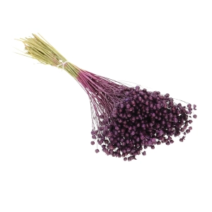 Dried purple Linum (Flax) - bunch - dried flowers