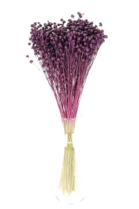 Dried purple Linum (Flax) - bunch - dried flowers