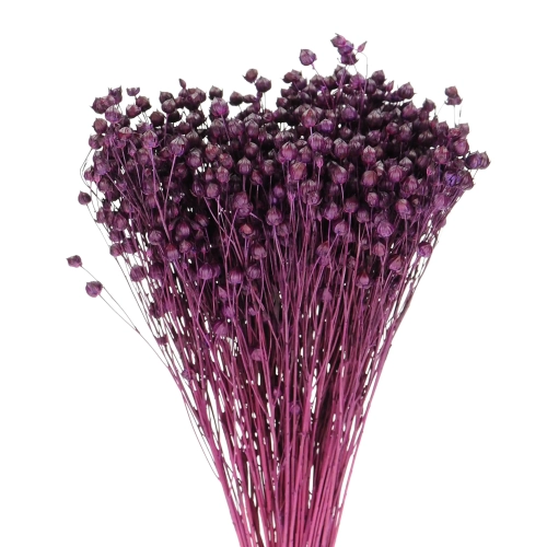 Dried purple Linum (Flax) - bunch - dried flowers