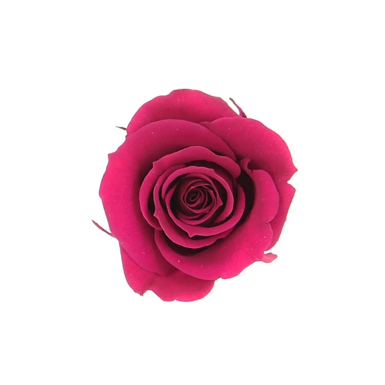 Everlasting roses (preserved) dark pink - small - set 12 pcs