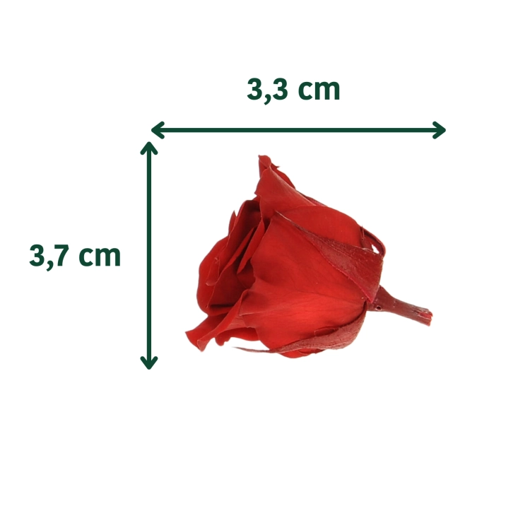 Everlasting roses (preserved) dark pink - small - set 12 pcs