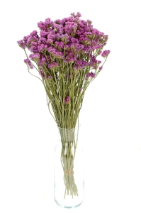Suszony zatrwian, limonium wrzosowy - bukiet - suszone kwiaty