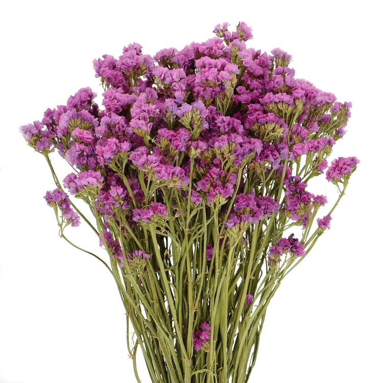 Suszony zatrwian, limonium wrzosowy - bukiet - suszone kwiaty