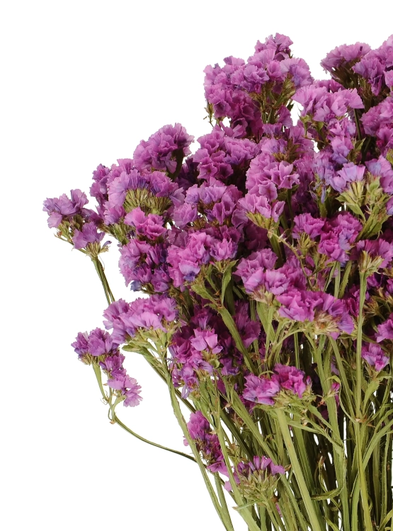 Suszony zatrwian, limonium wrzosowy - bukiet - suszone kwiaty
