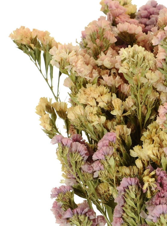 Dried salmon Limonium - bunch - dried flowers