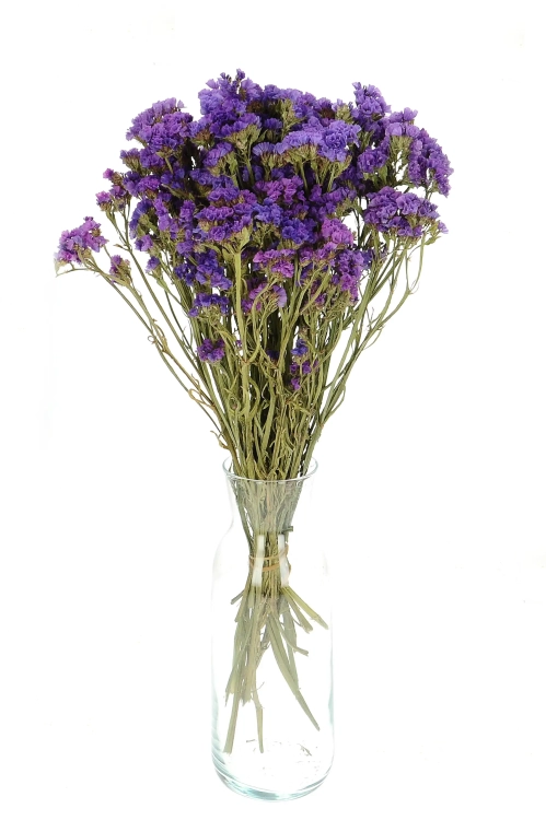 Dried purple Limonium - bunch - dried flowers