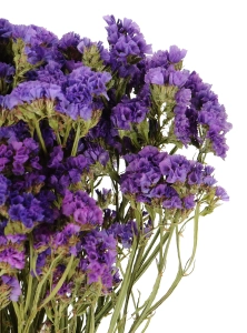 Dried purple Limonium - bunch - dried flowers