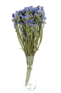 Dried blue Limonium - bunch - dried flowers