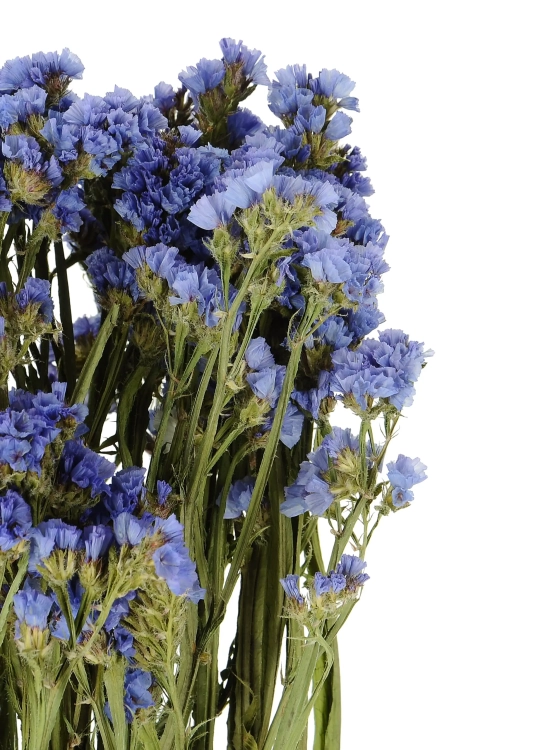 Dried blue Limonium - bunch - dried flowers