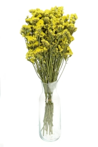 Dried yellow Limonium - bunch - dried flowers