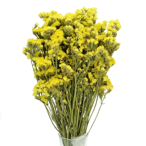 Suszony zatrwian, limonium żółty - bukiet - suszone kwiaty