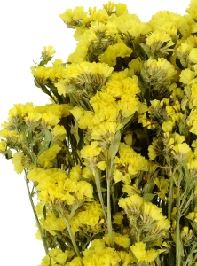 Dried yellow Limonium - bunch - dried flowers
