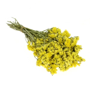 Dried yellow Limonium - bunch - dried flowers