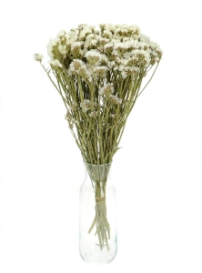 Suszony zatrwian, limonium biały - bukiet - suszone kwiaty