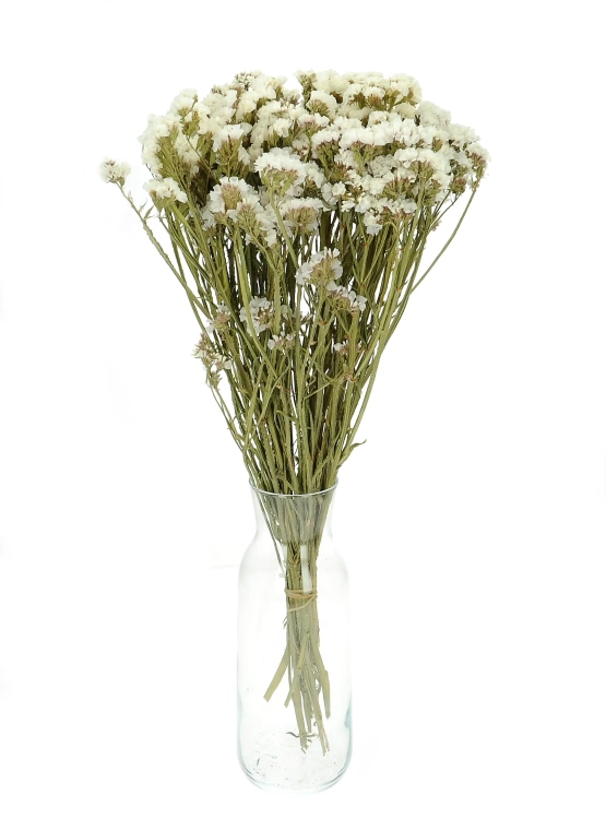 Suszony zatrwian, limonium biały - bukiet - suszone kwiaty