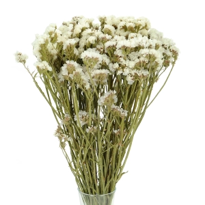 Suszony zatrwian, limonium biały - bukiet - suszone kwiaty