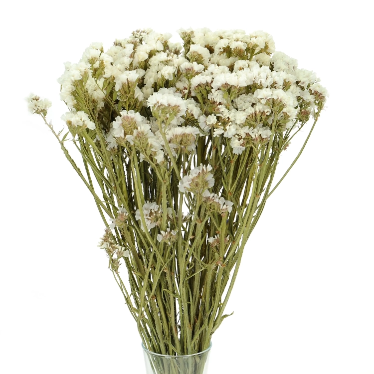 Suszony zatrwian, limonium biały - bukiet - suszone kwiaty