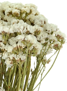 Suszony zatrwian, limonium biały - bukiet - suszone kwiaty