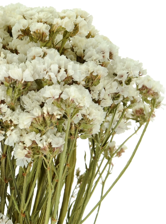 Suszony zatrwian, limonium biały - bukiet - suszone kwiaty