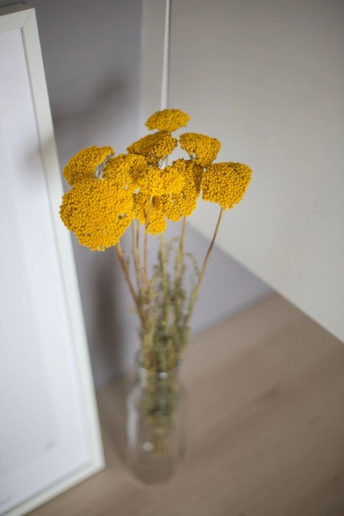 Achillea (Schafgarbe), gelb - Strauß - Trockenblumen