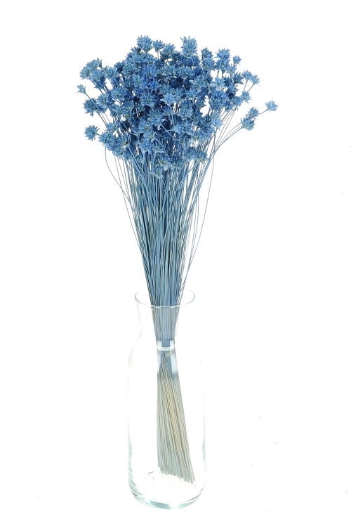 Suszony Hill Flower niebieski - bukiet ~150 szt. - suszone kwiaty