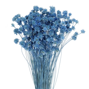 Suszony Hill Flower niebieski - bukiet ~150 szt. - suszone kwiaty