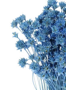 Suszony Hill Flower niebieski - bukiet ~150 szt. - suszone kwiaty
