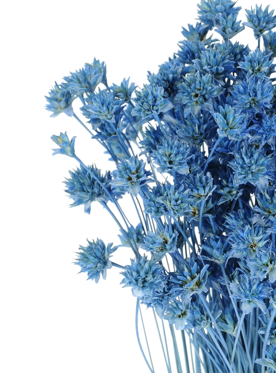 Suszony Hill Flower niebieski - bukiet ~150 szt. - suszone kwiaty