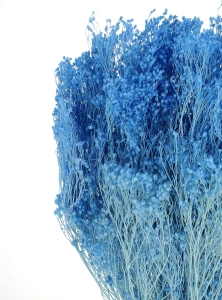 Suszone kwiaty - żarnowiec, broom bloom jasny niebieski - bukiet