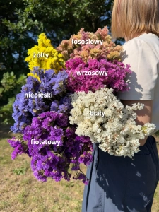 Suszony zatrwian wrębny - kolory