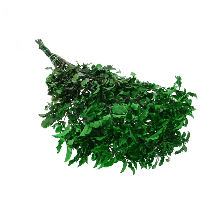 Preserved Pittosporum - bunch