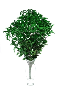 Stabilizowana pospornica (Pittosporum) - bukiet