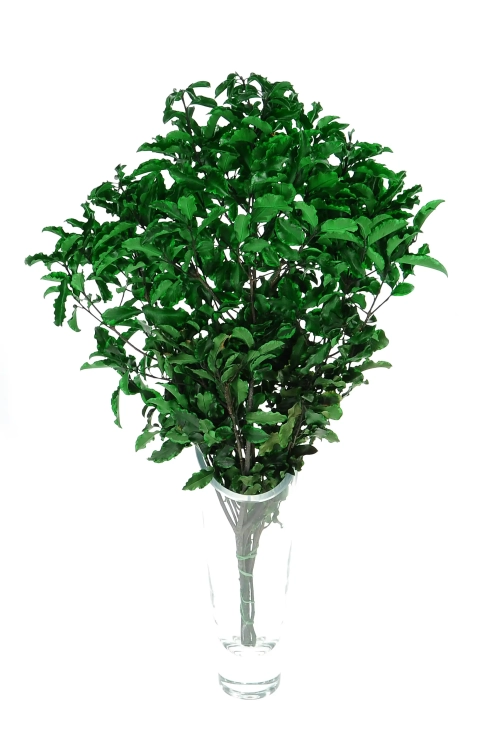 Preserved Pittosporum - bunch