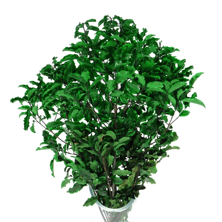 Preserved Pittosporum - bunch