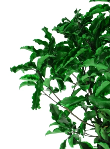 Preserved Pittosporum - bunch