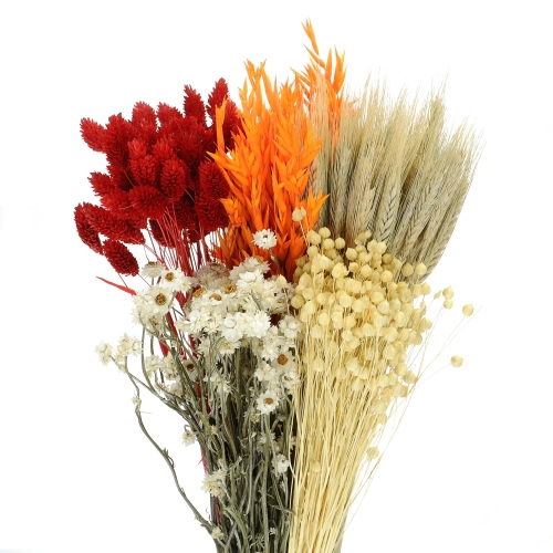 Dried flowers set - Flame
