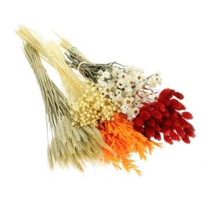 Dried flowers set - Flame