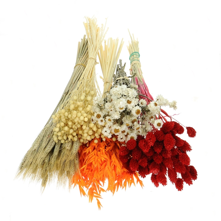 Dried flowers set - Flame